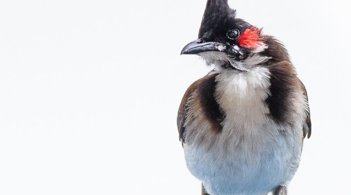 sitzender Vogel mit Haube und roten Wangen