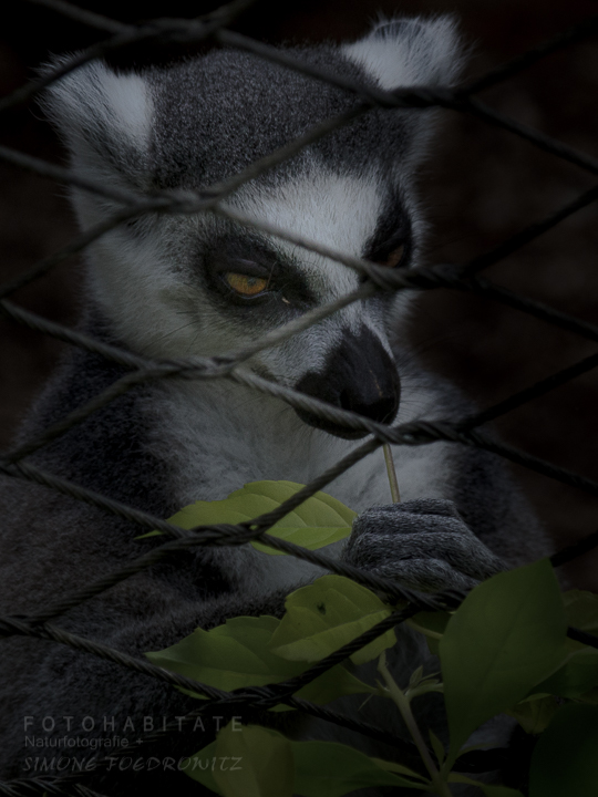 Katta hinter Drahtzaun Blatt fressend