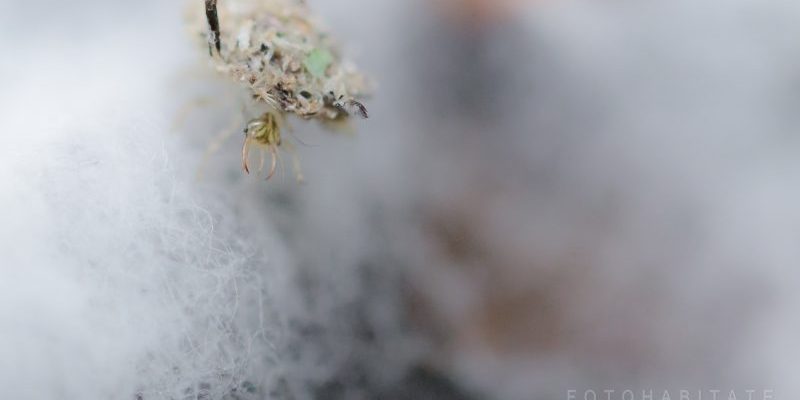 Insekt mit langen Kiefernzangen