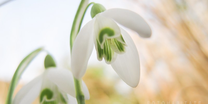Blüte Schneeglöckchen