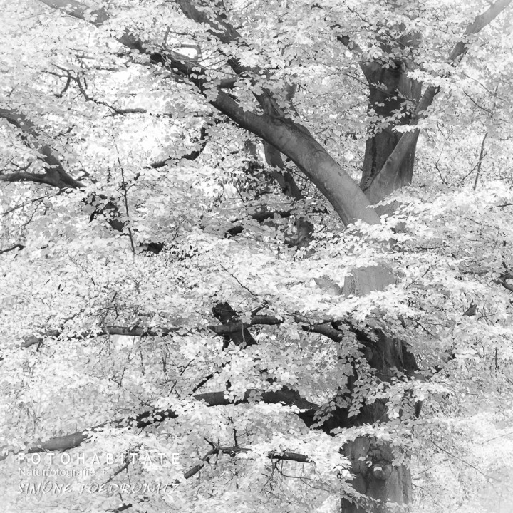 Baum in schwarzweiß