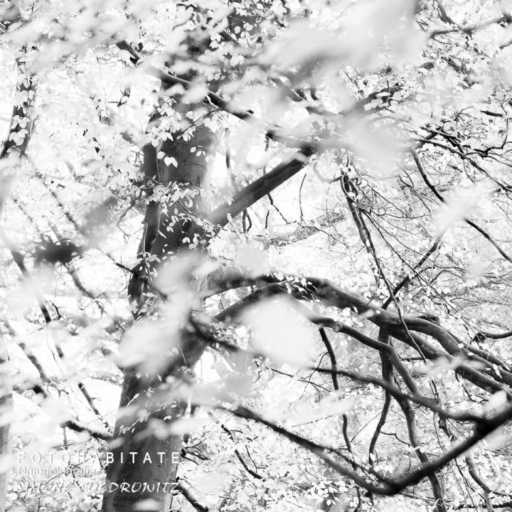 Baumkrone mit Blättern in schwarzweiß