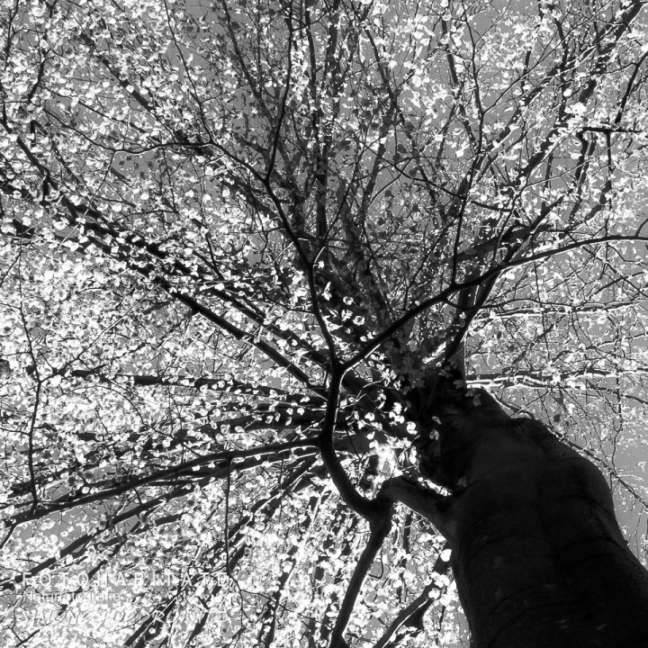 Baumkrone mit Blättern in schwarzweiß