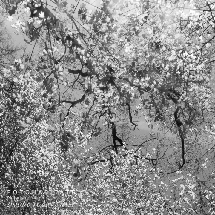 Baumkrone mit Blättern in schwarzweiß