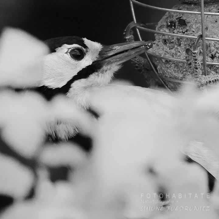 Buntspecht am Meisenknödel