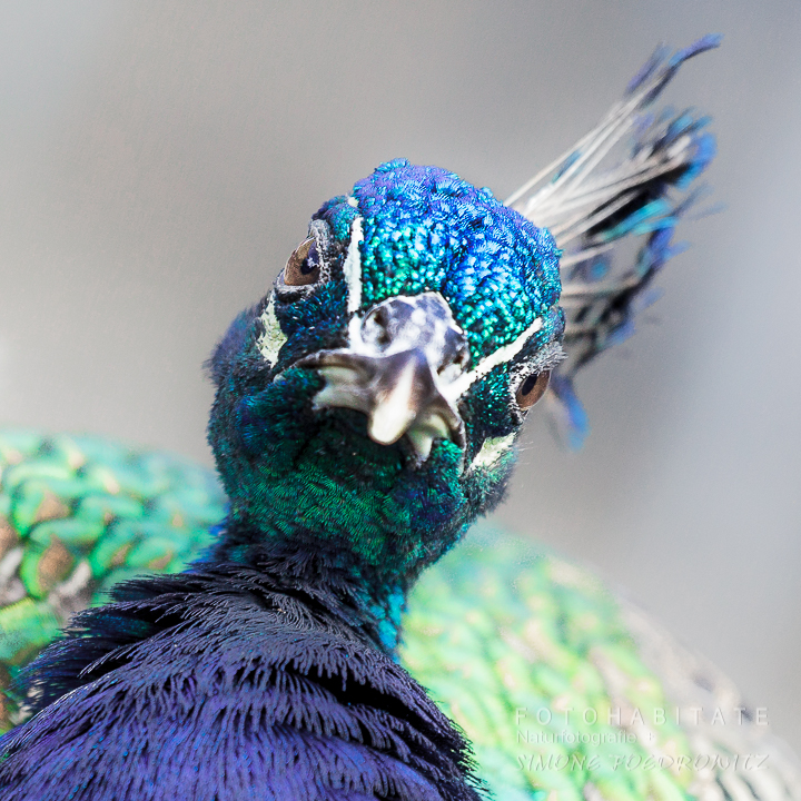 Kopfportrait Pfau