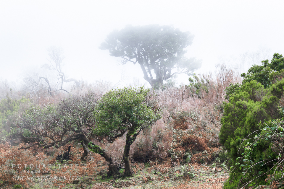 Lorbeerbäume im Nebel