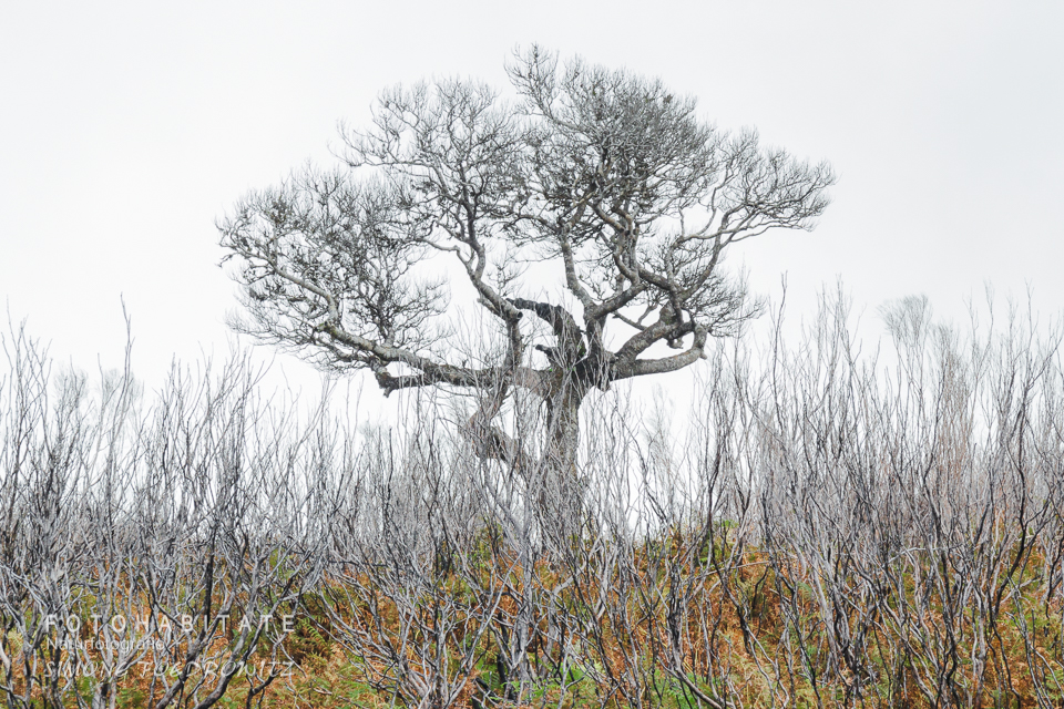 Verbrannter Lorbeerbaum hinter verbranntem Gebüsch