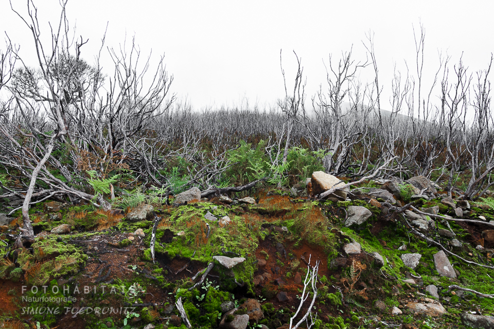 verbranntes Gebüsch auf roten und moosfarbenen Boden
