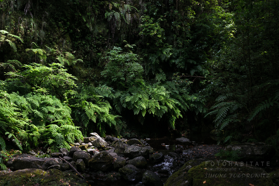 steiniger, fast ausgetrockneter Flusslauf im farnbewachsenen Wald