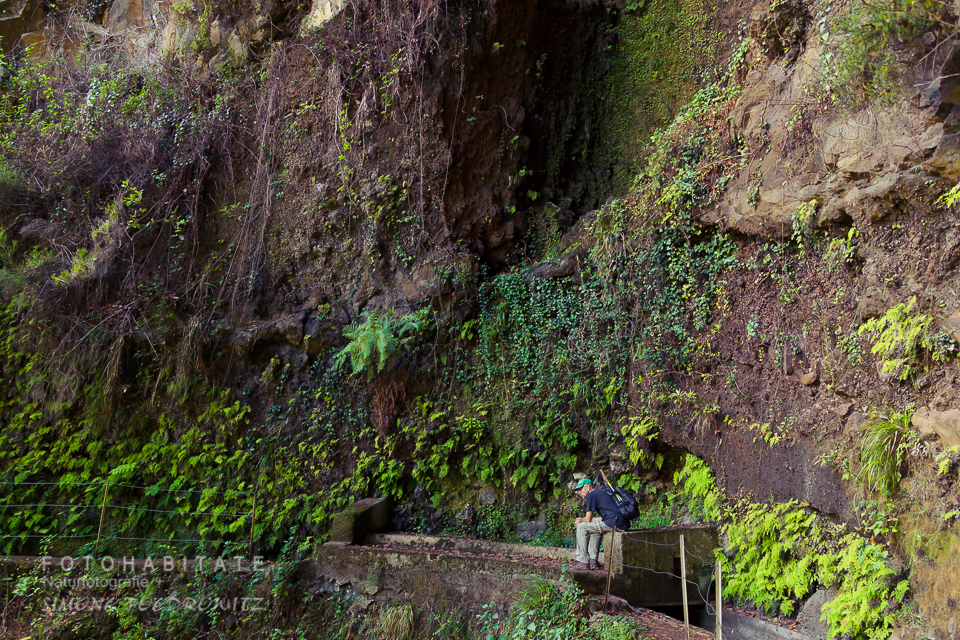 Mann sitzt an Rande einer farnbewachsenen Felswand