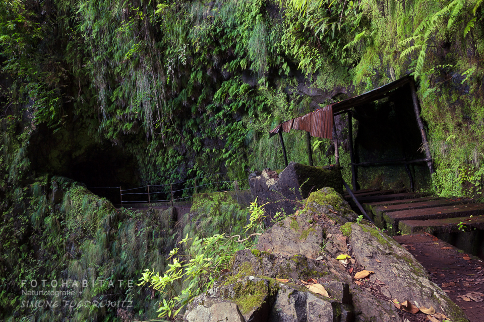 Weg an farnbewachsener Felswand mit Unterstand