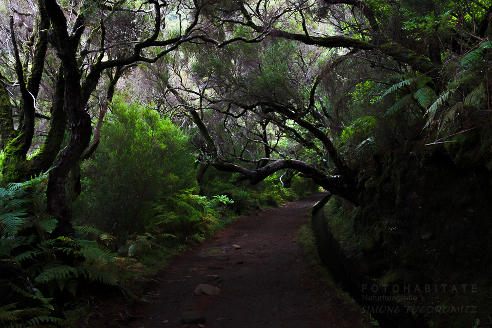 Weg zwischen Lorbeewald