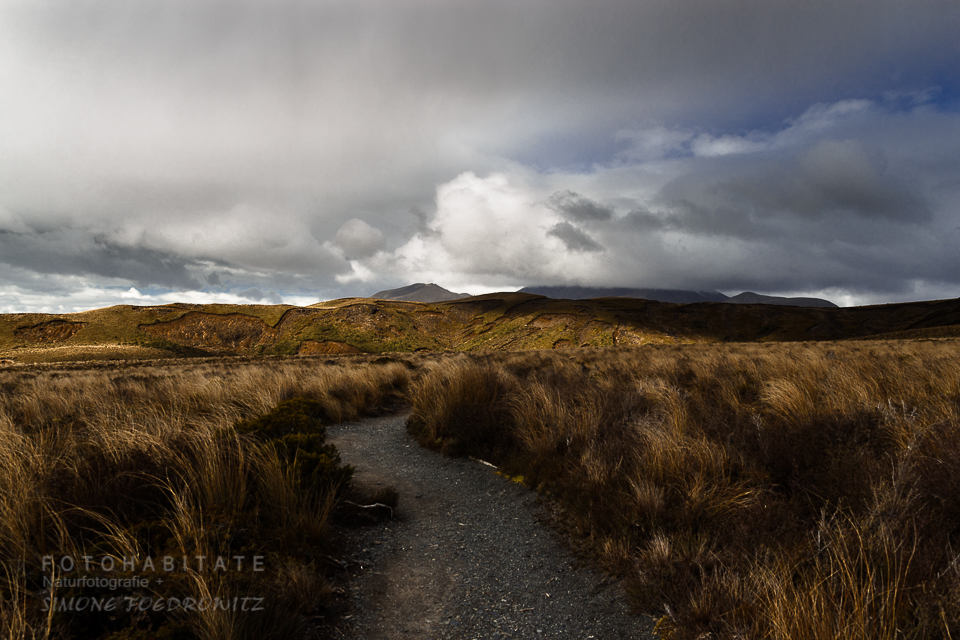 Weg zwischen Gräsern in Berglandschaft