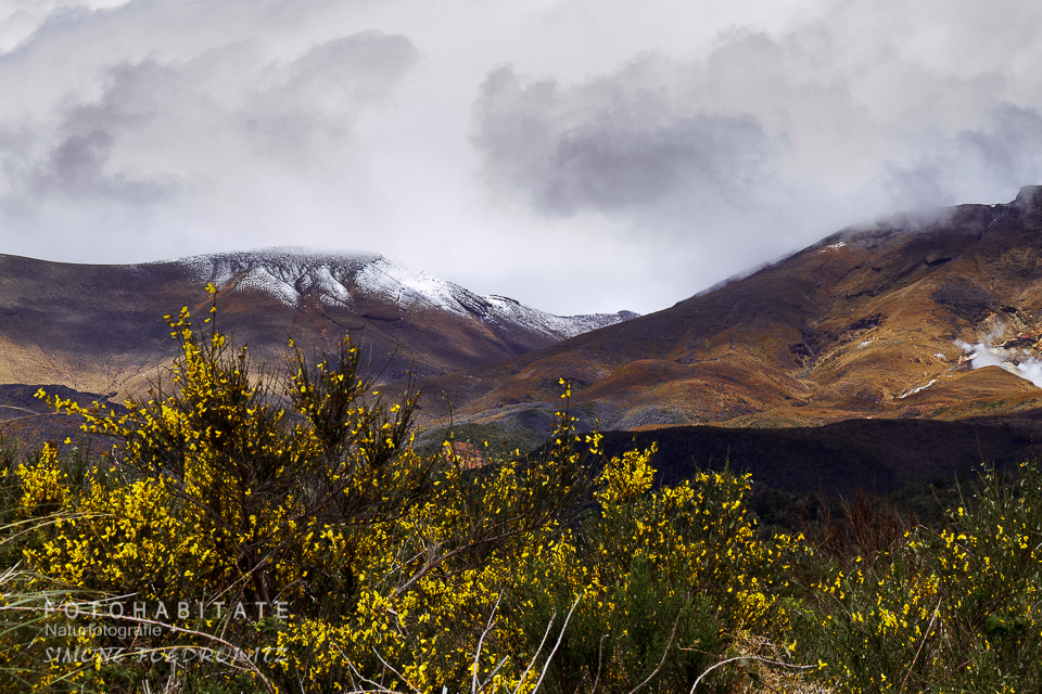 gelber Ginster vor braunen Bergen