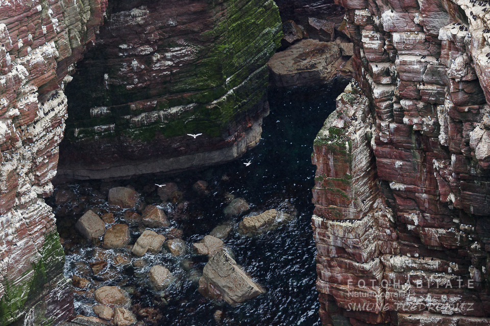 zwischen roten Felsen jagen Vögel