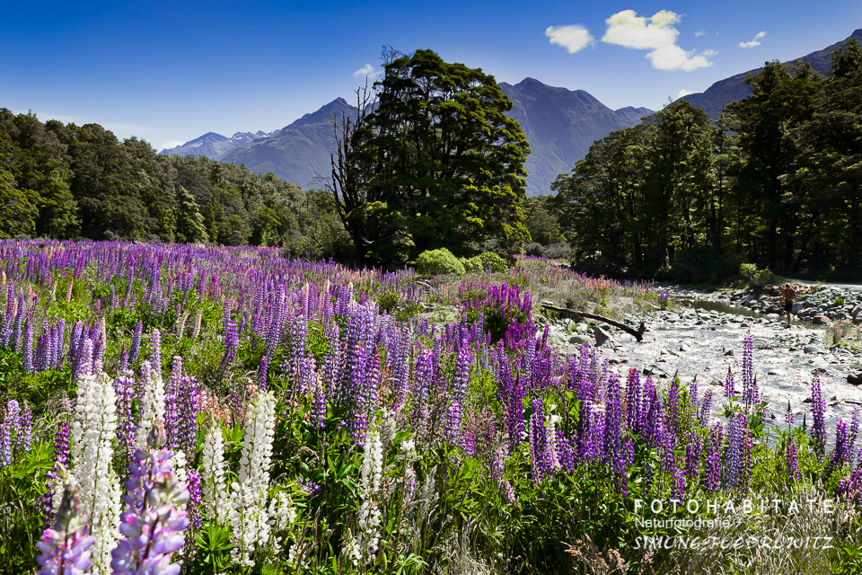 blühende lila und weiße Lupinen vor Berglandschaft
