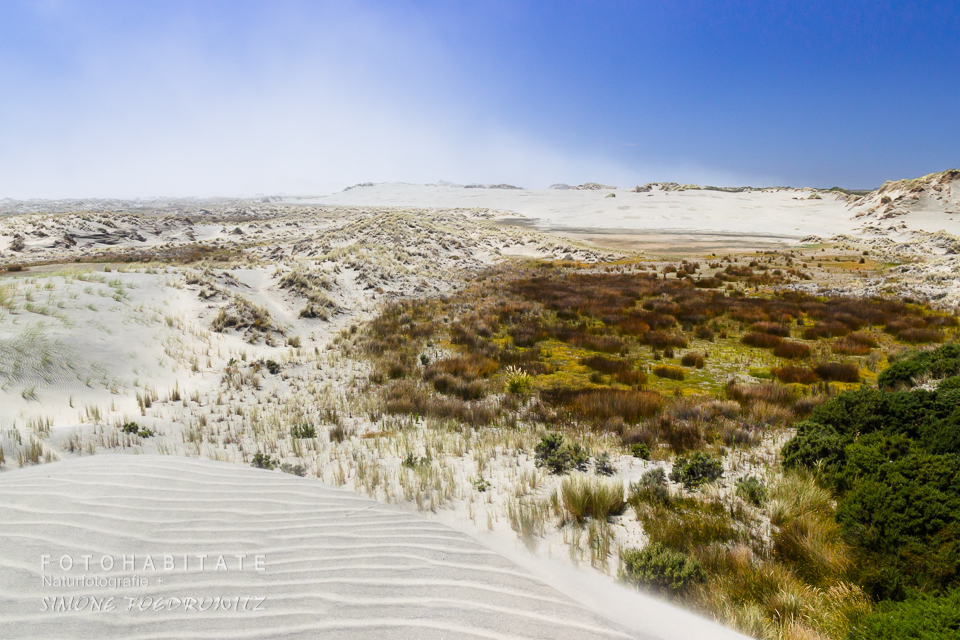 Dünen mit Dünenvegetation