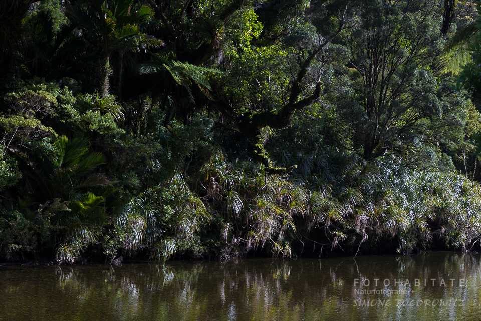 Pflanzen im Urwald am Flusslauf