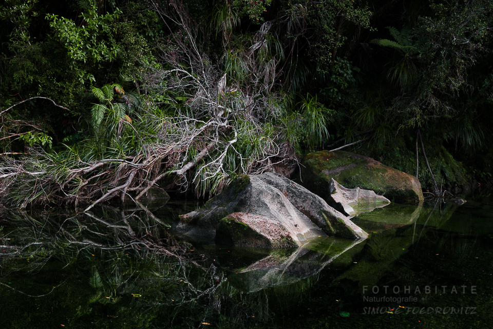Felsen und Pflanzen im Urwald am Flusslauf