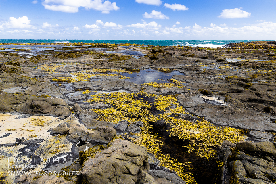 Steinige Felsküste bei Ebbe mit Algen und Wasserflächen
