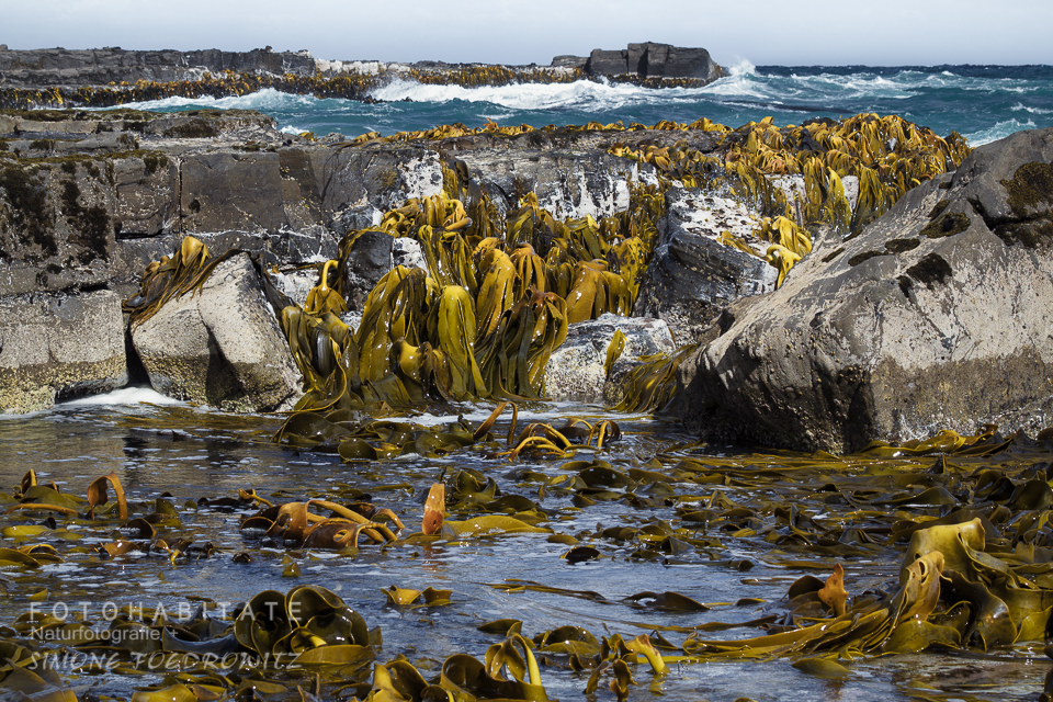 gelbe lange Algen auf Felsen an Küste