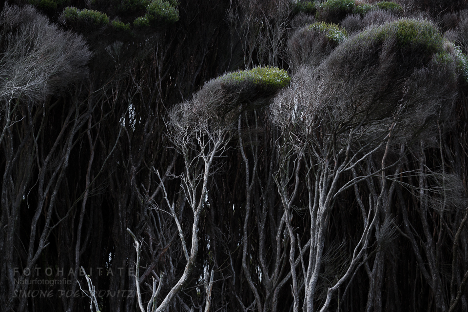 skurrile grau-schwarze Bäume mit gebeugter Krone