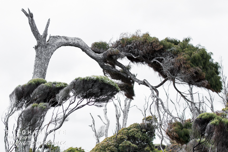 vom Wind geneigter Baumwipfel