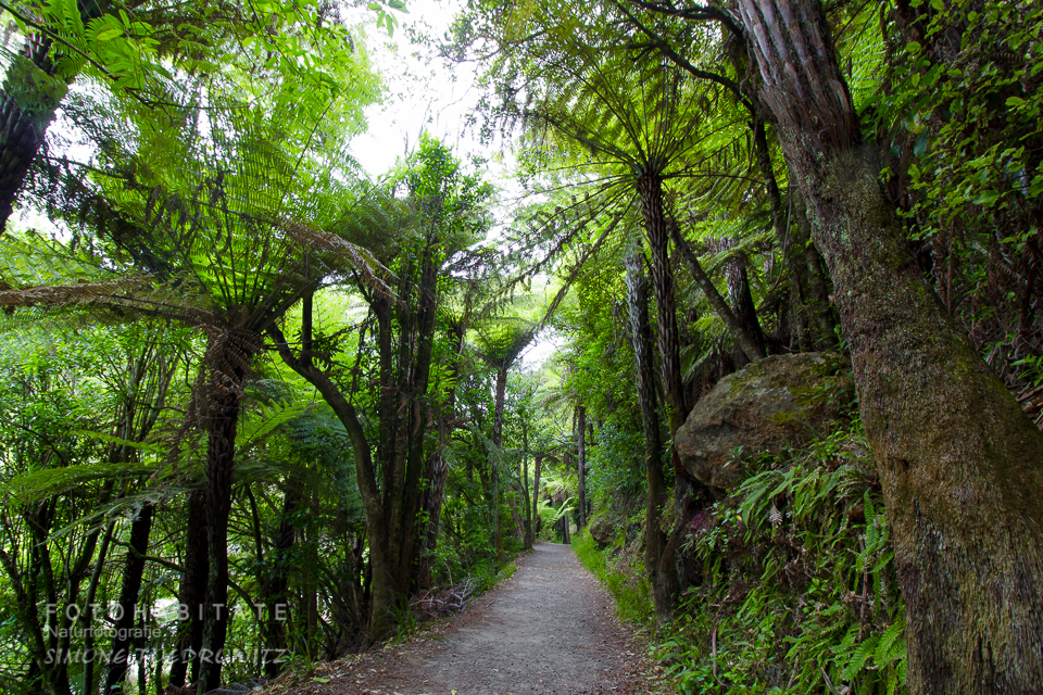 Weg zwischen hohem Baumfarn