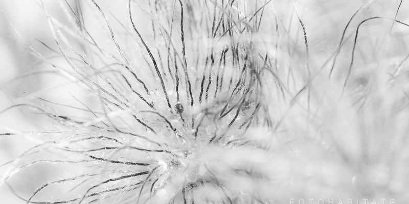 Fruchtstand Kuhschelle in schwarzweiss