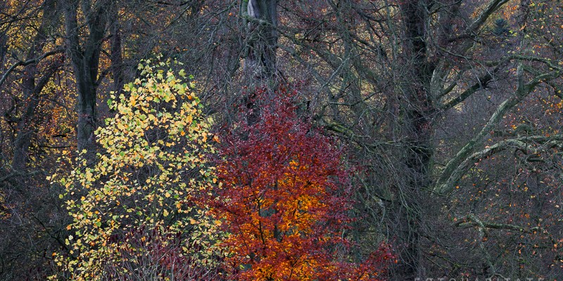 Gelbes und oranges Herbstlaub an zwei Sträuchern