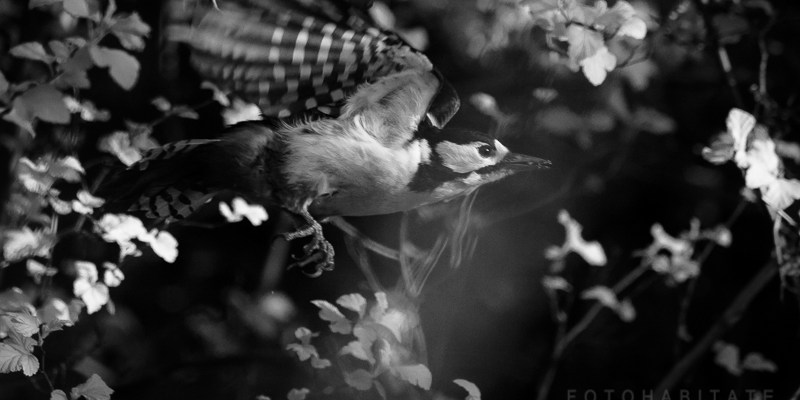 fliegender Buntspecht in schwarzweiss