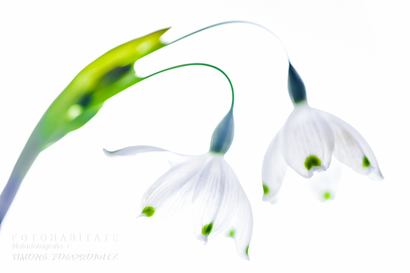 weisse Blüten mit grünen Punkten