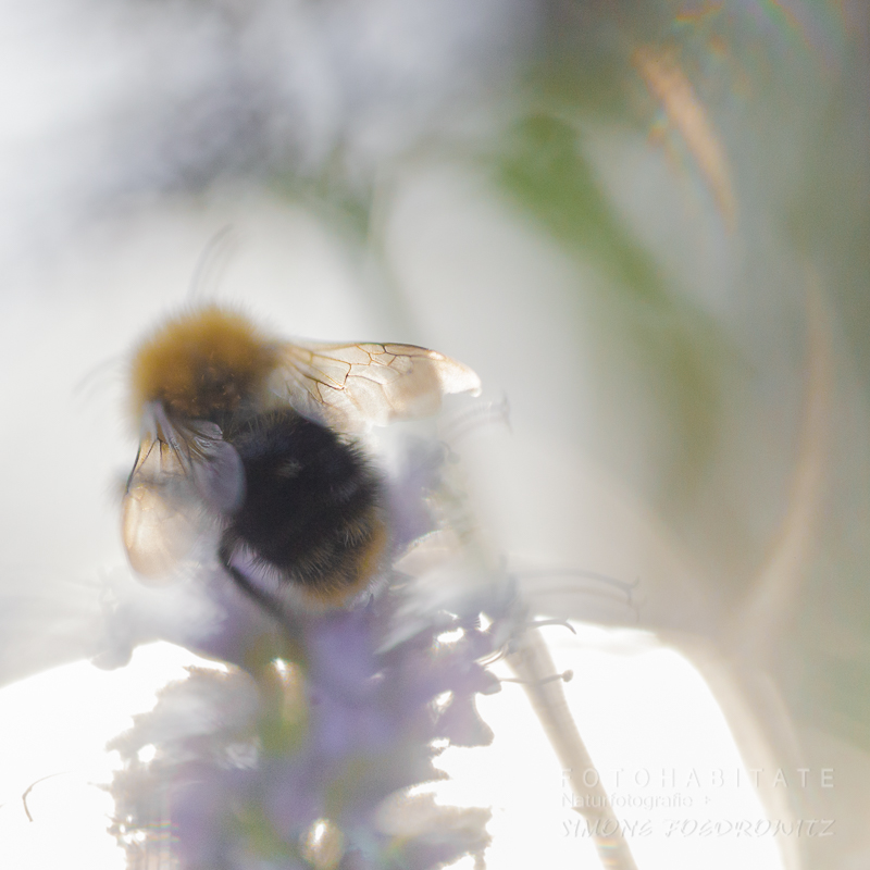 Hummel auf Blüte