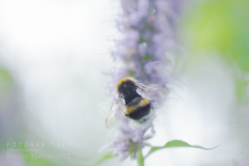 Hummel an lila Blüte