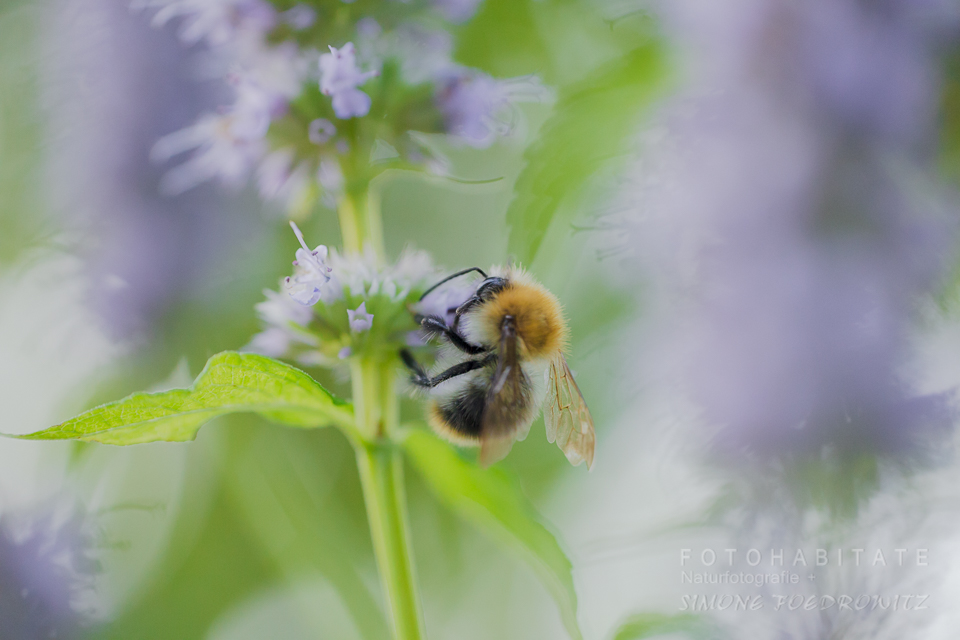 Ackerhummel an lila Blüte