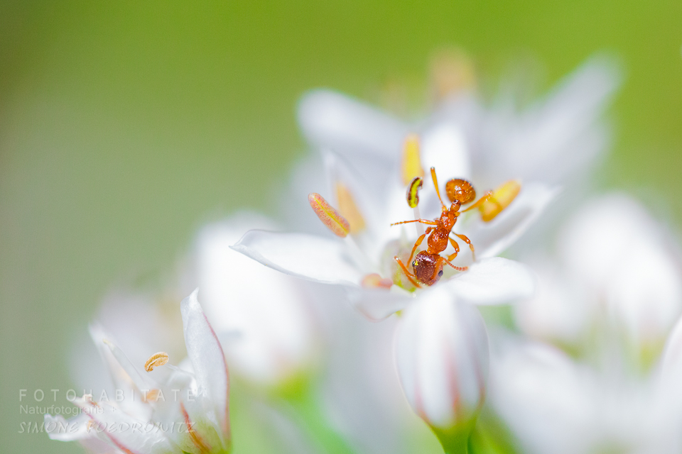 Orange Ameise auf weisser Blüte