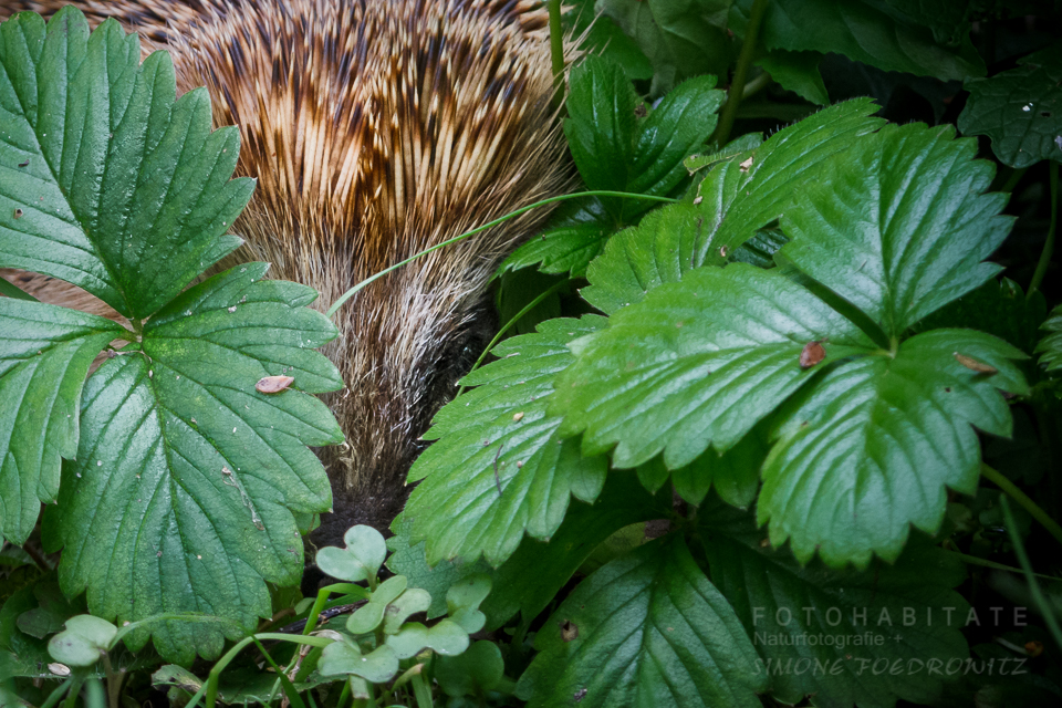 Igel hinter Erdbeerblättern