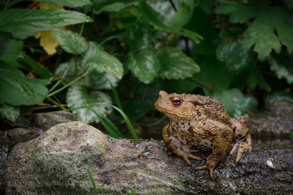 Erdkröte auf Trinkschale