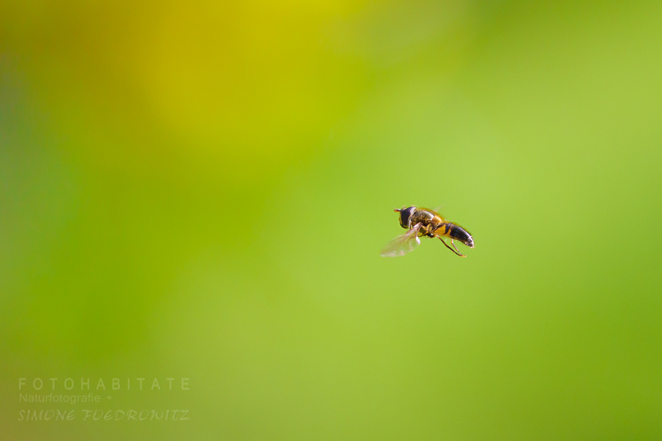 fliegende Schwebfliege