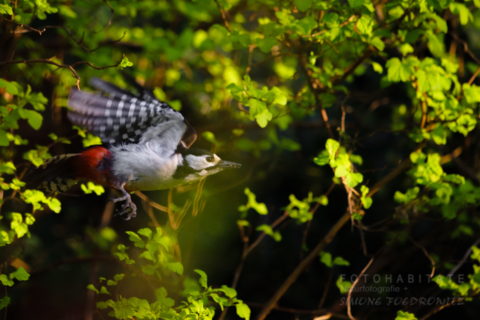 fliegender Buntspecht