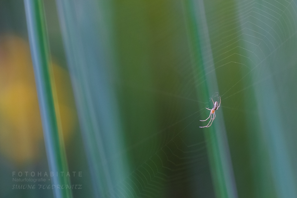 Spinne vor grünen Halmen