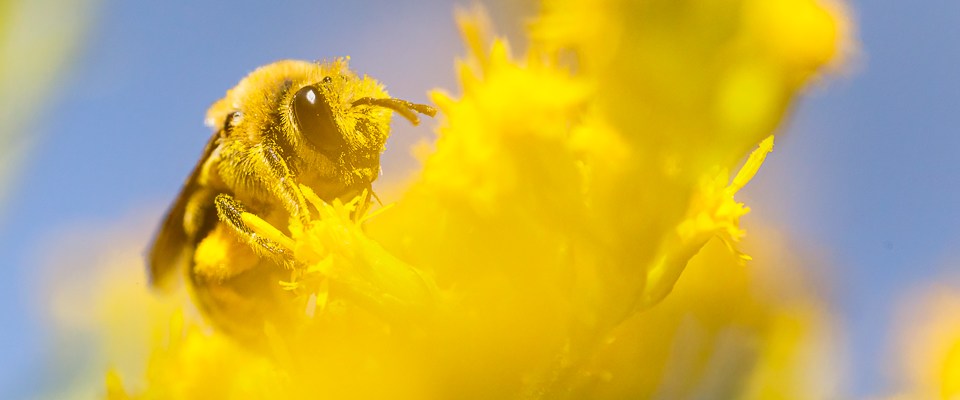 Hummel voller gelber Blütenstaub