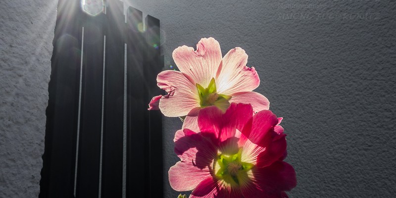 Von Sonnenstrahl erleuchtete Stockrose vor Hauswand
