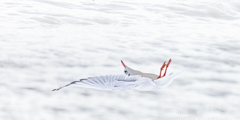 Möwe fällt rücklings in Wolken