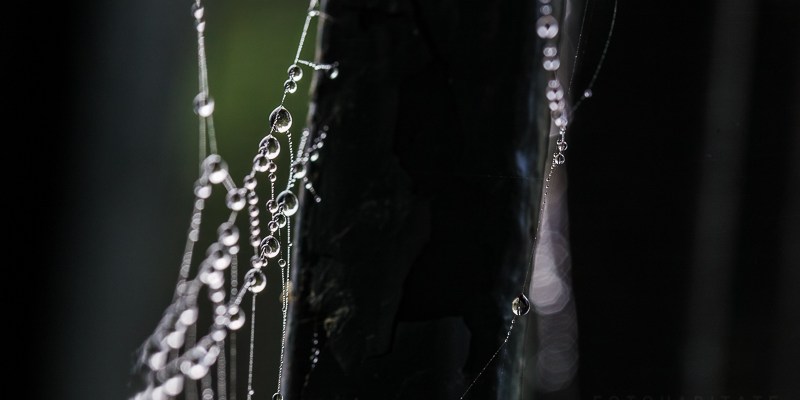 Wassertropfen aufgereiht an Spinnenfäden
