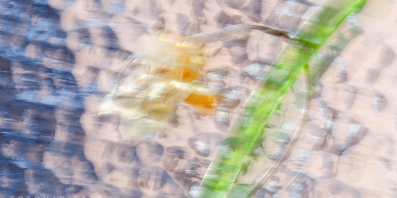 Narzisse vor Fensterglas gewischt