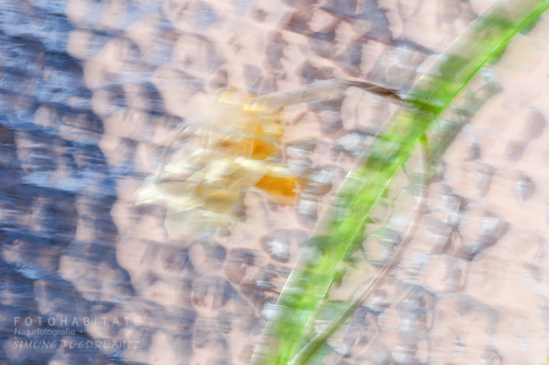 Narzisse vor Fensterglas gewischt