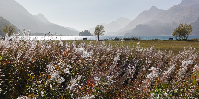 Blühendes Feld vor Bergsee