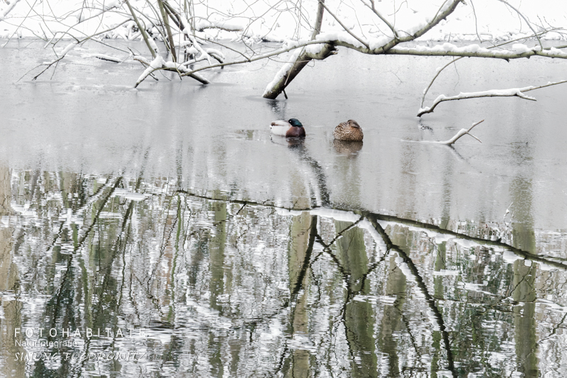 schlafendes Stockentenpaar auf gefrorener Wasserfläche